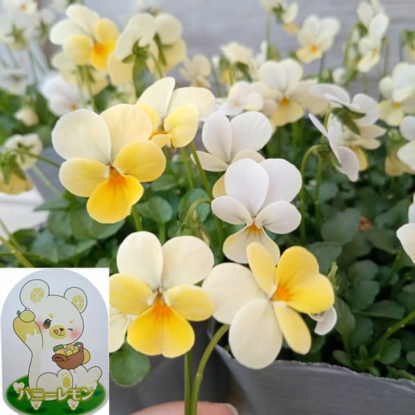 【花苗】見元園芸　レモンムース　レモン① 見元園芸さんのビオラ：レモンムース3-3.5号ポット の通販