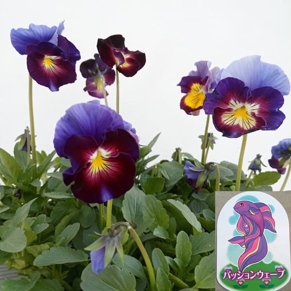 見元園芸のパンジー：パッションウェーブ3-3.5号ポット* 3株セット