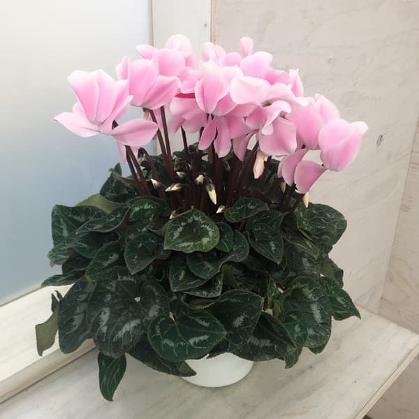 シクラメン:ピーチ5号鉢植え*