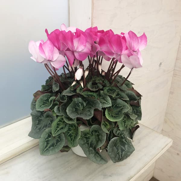 シクラメン:ラズベリーフラッペ5号鉢植え