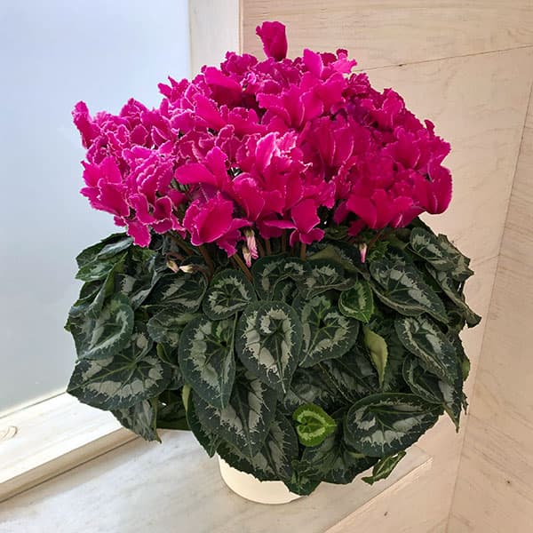 園芸ネット本店｜23-03：シクラメン：ドリームパープル7号鉢植え