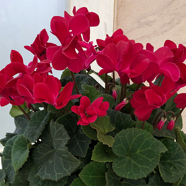 シクラメン（八重咲き）：ウインクワイン5号鉢植え