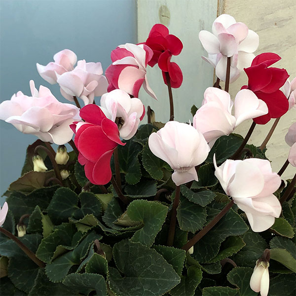 シクラメン（八重咲き）：ウインク　ジェフェリエ5号鉢植え