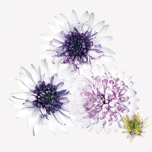 オステオスペルマム：フォーチュンブルー3号ポット 6株セット