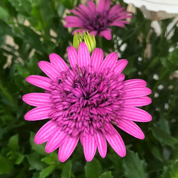 オステオスペルマム❤3苗　抜き苗 オステオスペルマム❤3苗 抜き苗