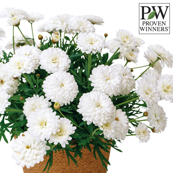 マーガレット：シュガリースフレ3号ポット 12株セット