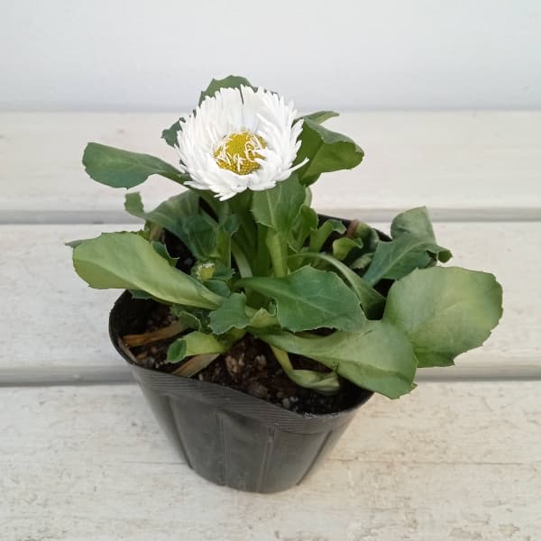 デージー：バンバン ホワイト3.5号ポット