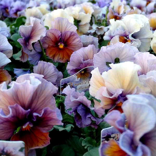 [送料無料]ビオラ：ヌーヴェルヴァーグ　アクアレール3.5号ポット 12株セット