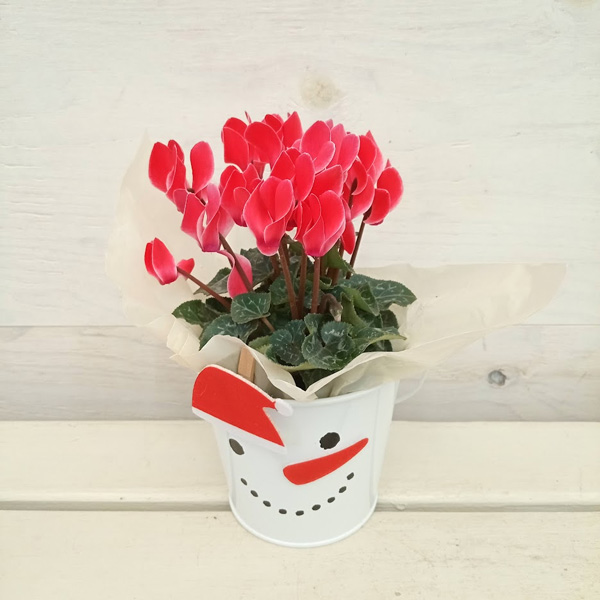 クリスマススノーマンブリキバケツシクラメン：バレンシア3号ポット
