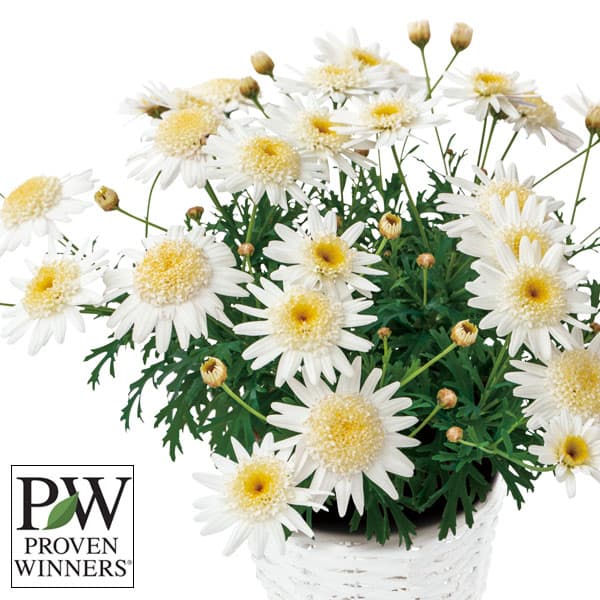 マーガレット：バニラボネット3号ポット 12株セット