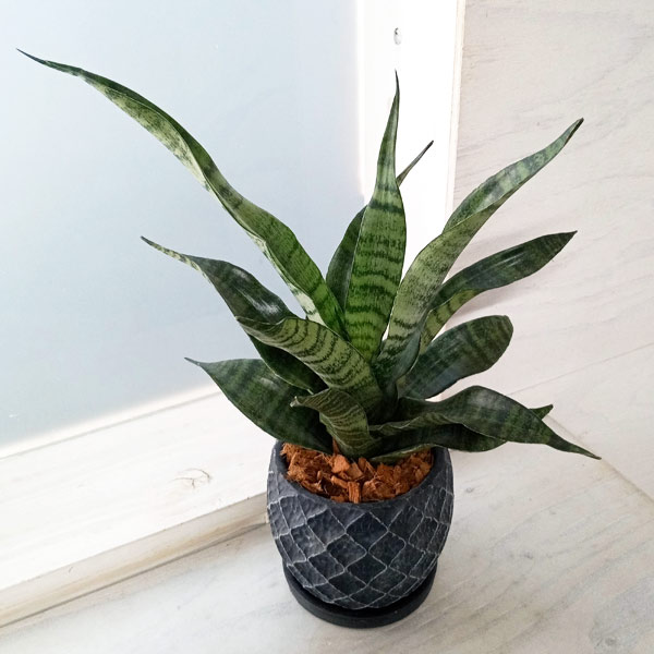 【正規品】サンプドリア Zeque（ゼクー）偏光サングラス Julia（ジュリア）F-2140 マット