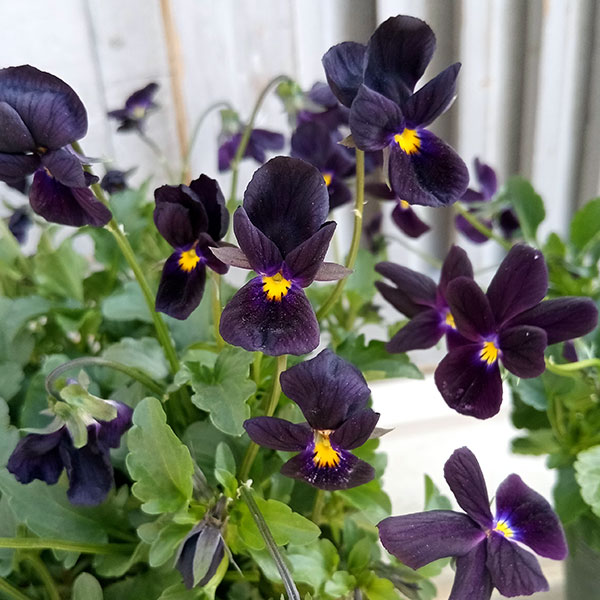 ビオラ：黒すずめ3.5号ポット 3株セット