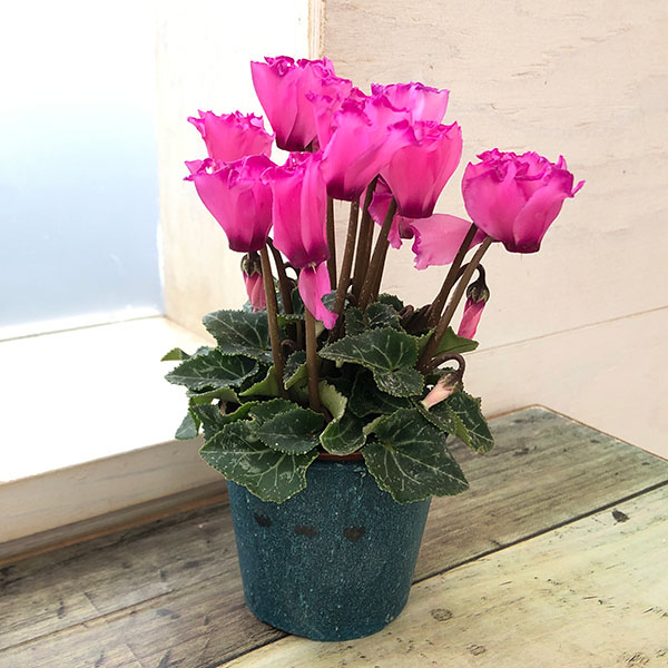 園芸ネット本店｜シクラメン：ミニョン ピンクビクトリア2号・鉢カバー