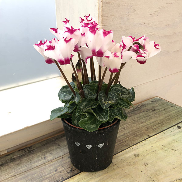 ブルーメ：鉢 (小) クリアー／花 レッド2客 クリアー•タン/花 白　各1客 園芸ネット本店｜シクラメン：ミニョン ホワイトビクトリア2号・鉢