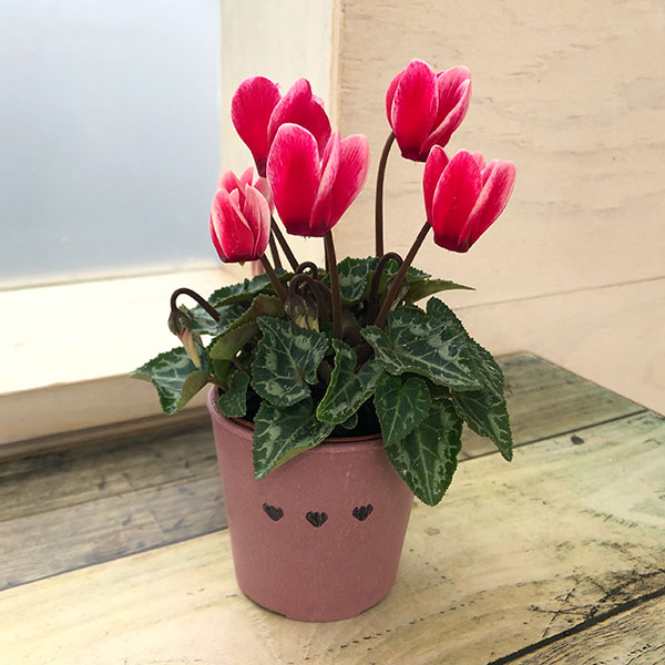 シクラメン：ミニョン　スーパーベラノフジレッド2号・鉢カバー付き