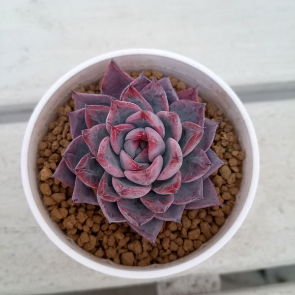 多肉植物　アラン　抜き苗　エケベリア 💚多肉植物 サラン 抜き苗A💚の通販 by kenken's shop｜ラクマ