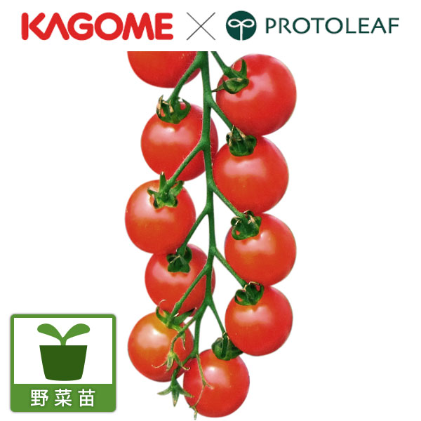 [26年4月下旬予約]トマト（ミニ）：こあまちゃん(R)自根苗3号ポット 12株セット