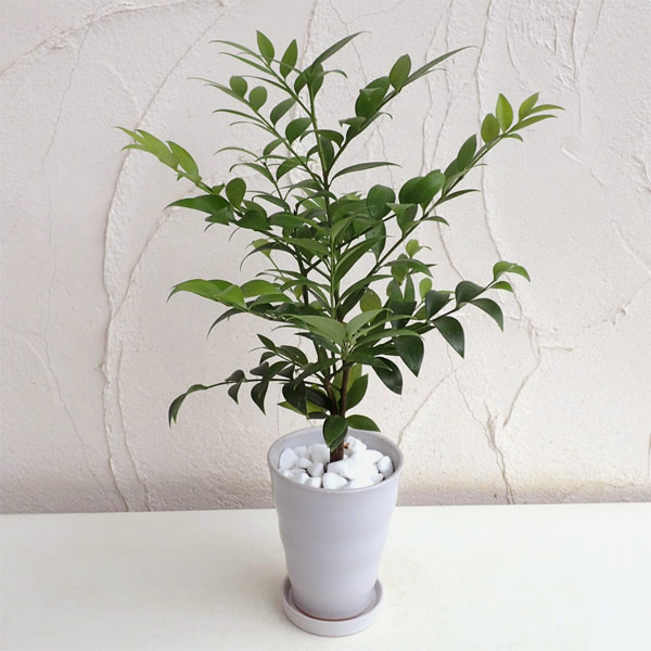 梛（ナギ）の木4号陶器鉢植え* の通販 | 園芸ネット