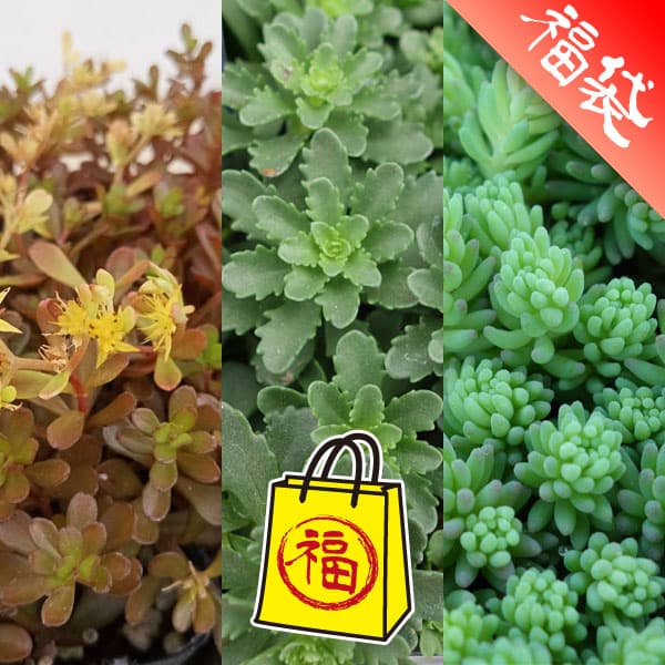 セダム3号ポット 3種セットB