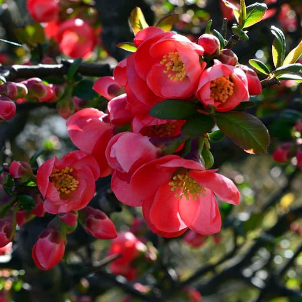 ボケ（木瓜）：紅牡丹（ベニボタン）4号鉢植え