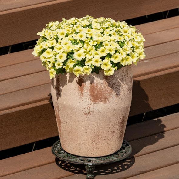 園芸ネット本店｜カリブラコア：ミリオンベルレモン4号ポット (R) の