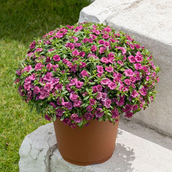 コンロンカピンク　苗 コンロンカピンク 苗