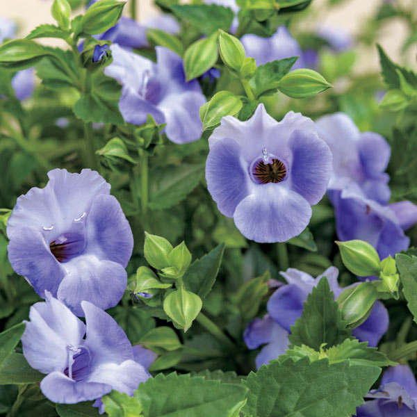 [26年5月中下旬予約]トレニア：サマーミストブルー4号ポット(R)