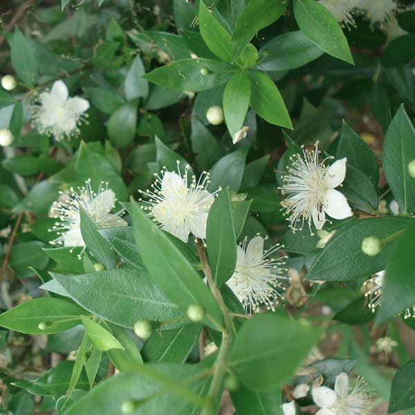 緑の梅の花 梅 小緑萼 | Prunus mume 'Syou-Ryokugaku' | かぎけん花図鑑