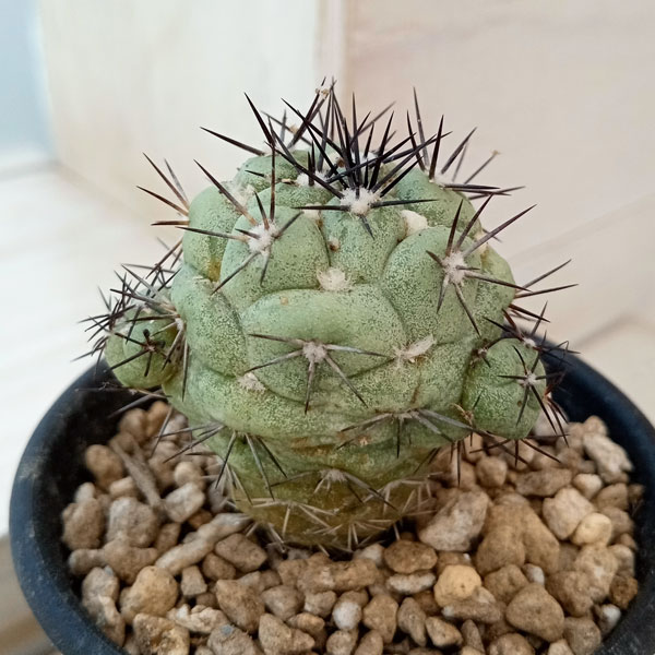 園芸ネット本店｜オルテゴカクタス マクドガリー 2.5号23-01 の通販