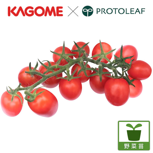 [送料無料][26年5月中下旬予約]トマト（ミニ）：あまたん(R)自根苗3号ポット* 24株セット