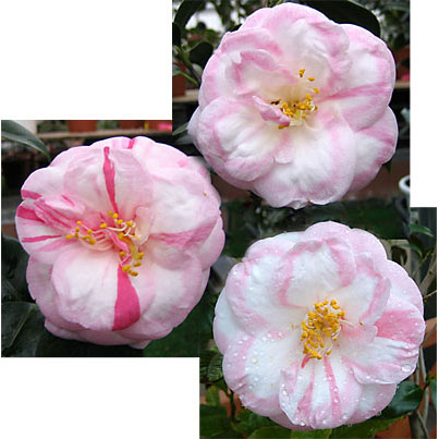 ツバキ（椿）：越の麗人（こしのれいじん）4.5号ポット