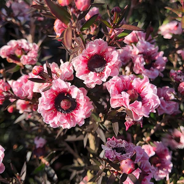 ギョリュウバイ：ライトピンク八重3.5号ポット 2株セット