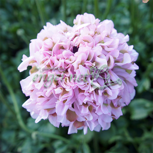 ラナンキュラス：ポンポン　ハーマイオニー5号鉢