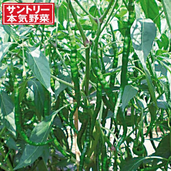 [送料無料][26年4月下旬予約]トウガラシ：ジャワSPICY（スパイシー）トウガラシ3号ポット 24株セット