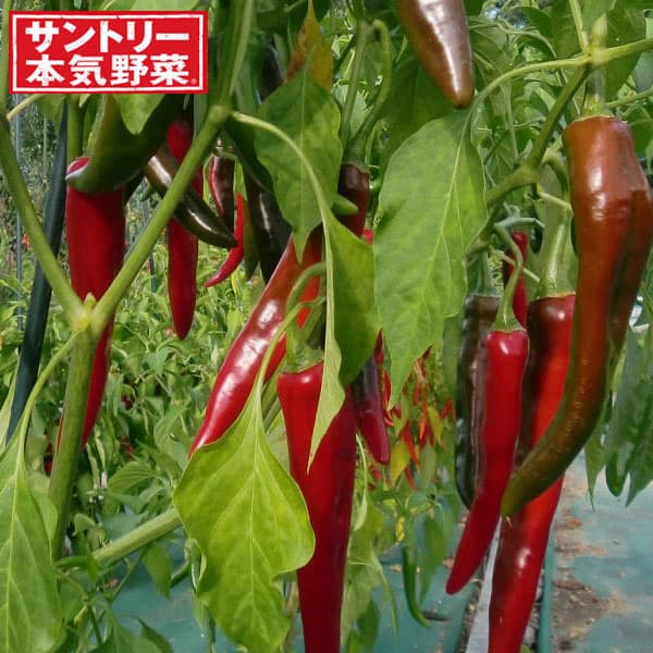 [26年4月下旬予約]トウガラシ：韓国うまみ唐辛子3号ポット 6株セット