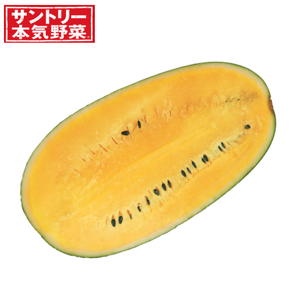 園芸ネット本店｜[送料無料]スイカ：おいしいスイカ黄接木苗3.5号
