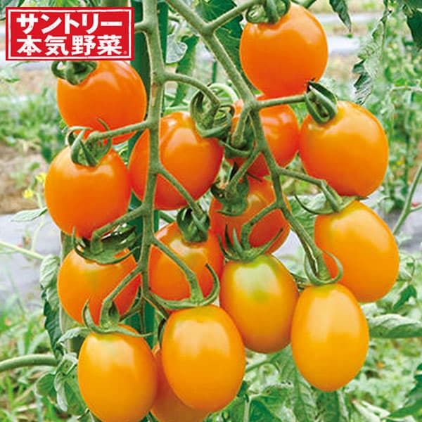 園芸ネット本店｜[送料無料]ミニトマト：夏あま(R)黄3号ポット 24株