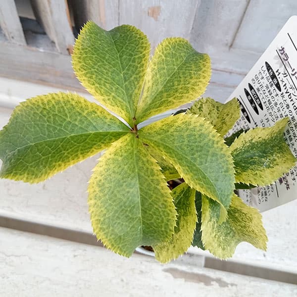 松村ナーセリーさんのクリスマスローズ：月白（ゲッパク）【23