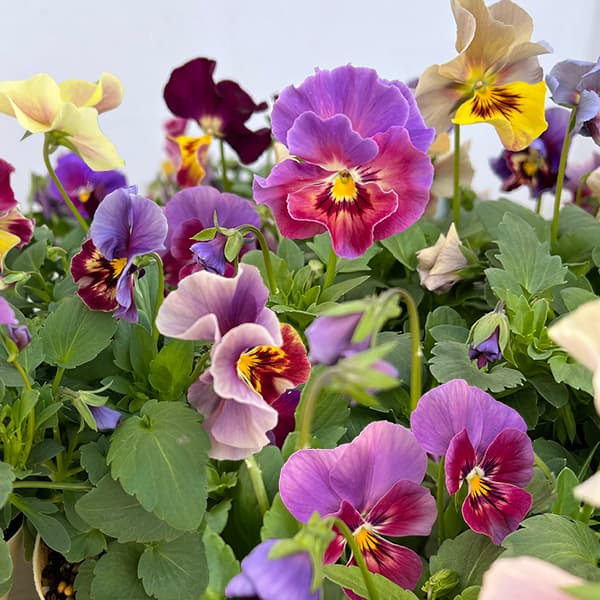 ビオラ：エボルベ　オーララ！（花色いろいろ）3.5号ポット 3株セット