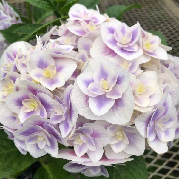 [26年2月中下旬予約]アジサイ：鏡花水月（キョウカスイゲツ）3～3.5号ポット