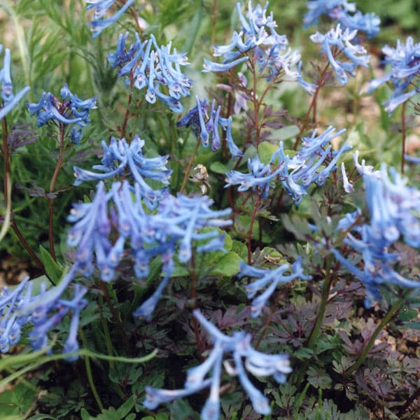 コリダリス（宿根エンゴサク）：ブルーハロン 3号ポット 3株セット