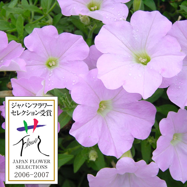 [26年4月上旬予約]ランドスケープペチュニア：さくらさくら3.5号ポット*** 12株セット