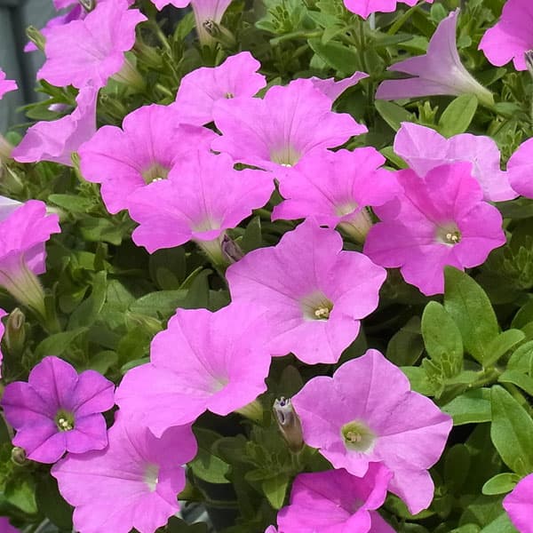 [26年4月上旬予約]ランドスケープペチュニア：桃色吐息3.5号ポット*** 12株セット