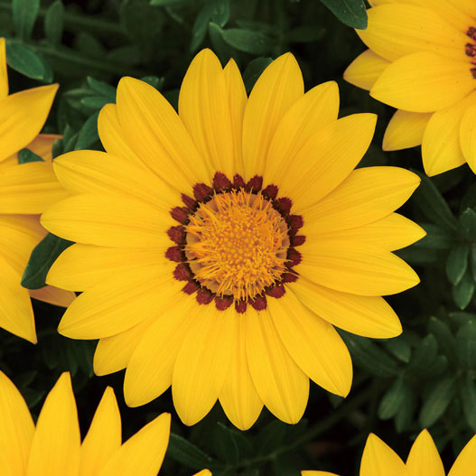 [26年3月中下旬予約]ガザニア：ニューデイ イエロー3-3.5号ポット