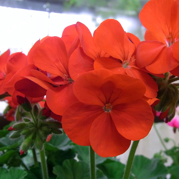 ゼラニウム：リンゴ2000カーディナル3.5号ポット