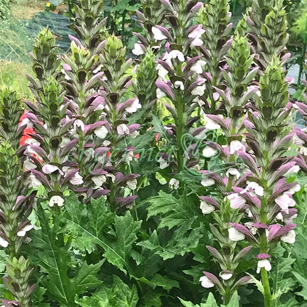 アカンサス：モーニングキャンドル　4号ポット