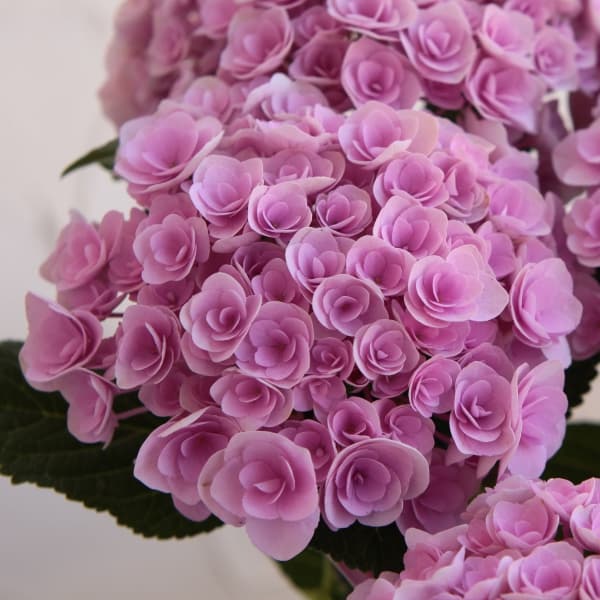 園芸ネット本店｜アジサイ：フェアリーキッス（ピンク）5号鉢植え** の