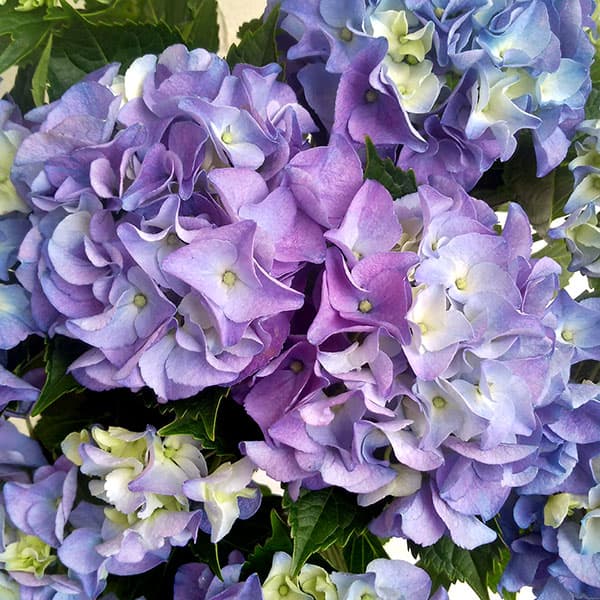 [春の鉢花予約]アジサイ：アーリーブルー5号鉢植え