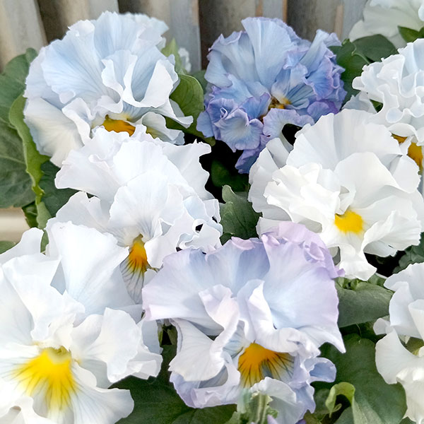 パンジー（フリル咲き）：シュガーボンボン（ブルー系）3号ポット 3株セット