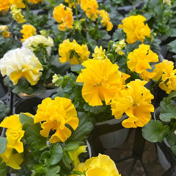 [送料無料]パンジー（フリル咲き）：フルーツボンボン（イエロー系）3号ポット 24株セット